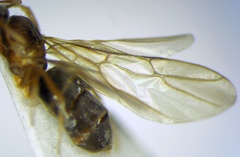 Nylanderia jaegerskioeldi