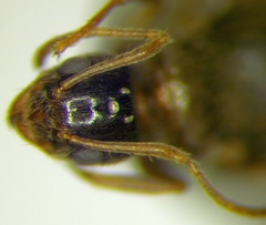 Nylanderia jaegerskioeldi