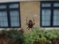 Araneus diadematus