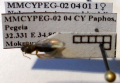 Nylanderia jaegerskioeldi