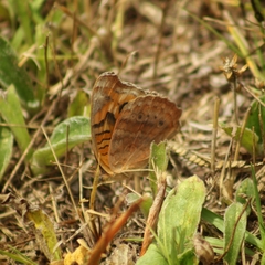 Junonia