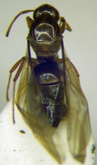 Nylanderia jaegerskioeldi