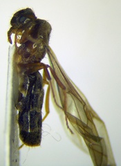 Nylanderia jaegerskioeldi