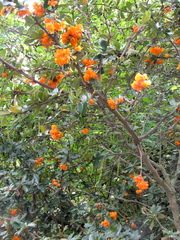 Berberis ilicifolia