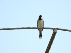 Pycnonotus leucotis