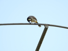 Pycnonotus leucotis