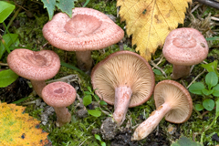 Lactarius spinosulus