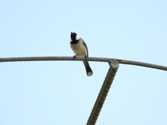 Pycnonotus leucotis