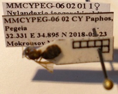 Nylanderia jaegerskioeldi