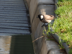 Pycnonotus leucotis