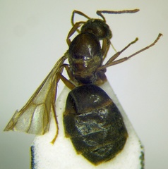 Nylanderia jaegerskioeldi