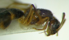 Nylanderia jaegerskioeldi