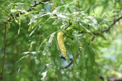 Prosopis alba
