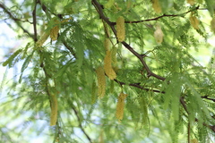 Prosopis alba