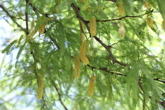 Prosopis alba