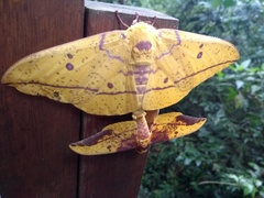 Eacles imperialis