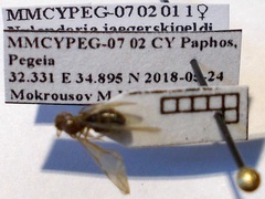 Nylanderia jaegerskioeldi