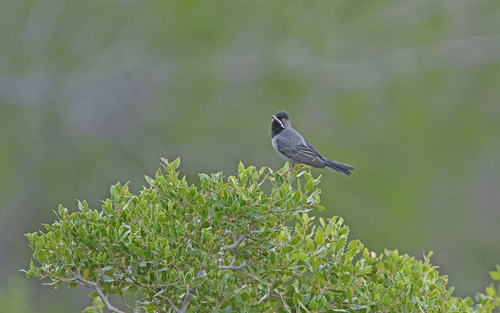 Rüppell's Warbler (Curruca ruppeli), photo 10
