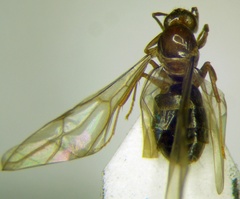 Nylanderia jaegerskioeldi