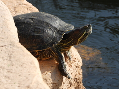 Trachemys scripta elegans