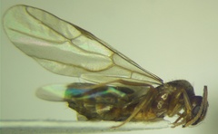 Nylanderia jaegerskioeldi