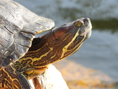 Trachemys scripta elegans