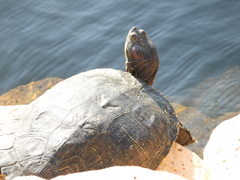Trachemys scripta elegans