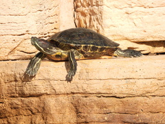 Trachemys scripta elegans