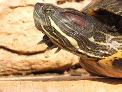 Trachemys scripta elegans
