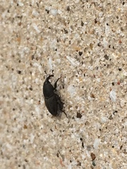 Sphenophorus parvulus