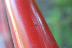 Aspidobothrys ruficeps