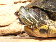 Trachemys scripta elegans