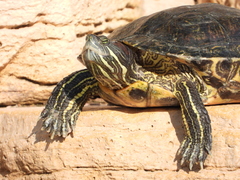 Trachemys scripta elegans