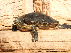 Trachemys scripta elegans