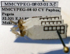 Nylanderia jaegerskioeldi