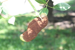 Ravenelia platensis