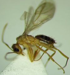 Nylanderia jaegerskioeldi