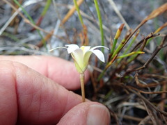 Romulea flava flava