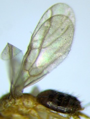 Nylanderia jaegerskioeldi