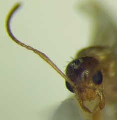 Nylanderia jaegerskioeldi