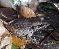 Limnonectes paramacrodon