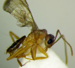 Nylanderia jaegerskioeldi