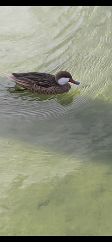 Canard des Bahamas