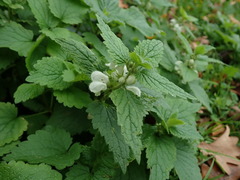 Lamium album