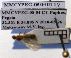 Nylanderia jaegerskioeldi