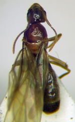 Nylanderia jaegerskioeldi