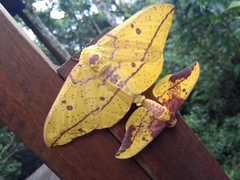 Eacles imperialis