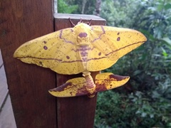 Eacles imperialis