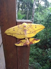 Eacles imperialis