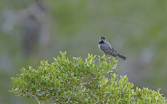 Curruca ruppeli